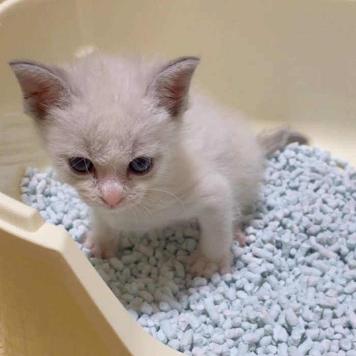 トイレの中で前のめりになる子猫