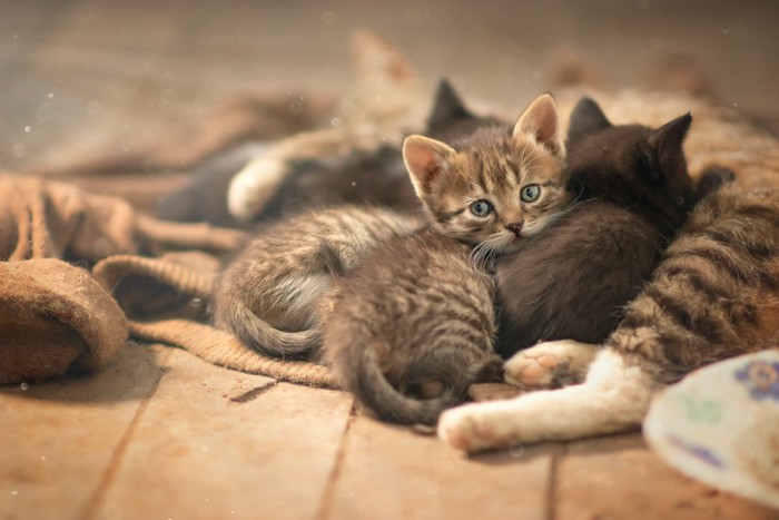 母猫のもとに集まる子猫たち