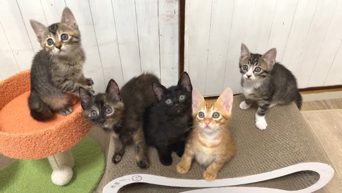 集合する子猫たち