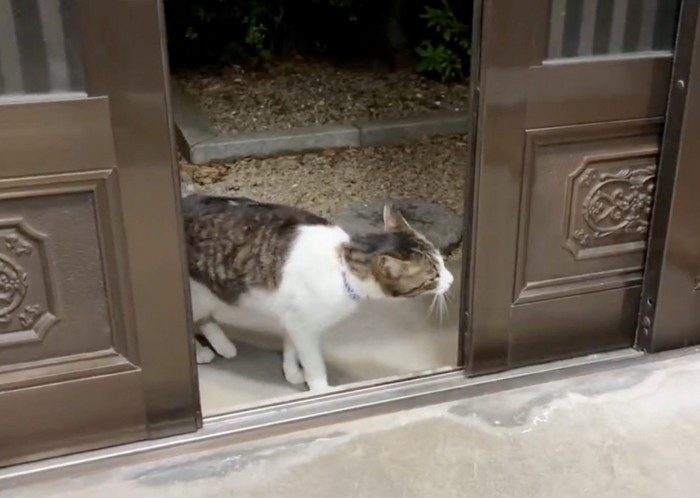 玄関に顔を出す猫