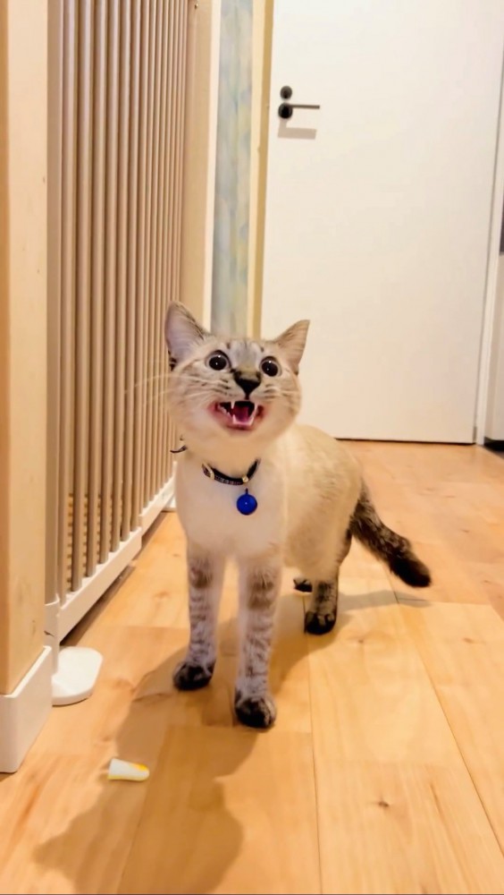 目を見開き少し上を向き鳴くシャムトラ