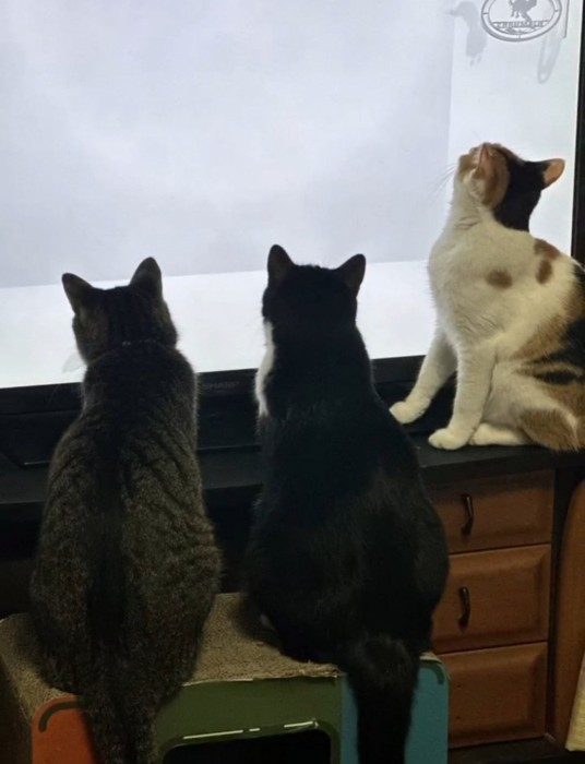 3匹の猫の後ろ姿