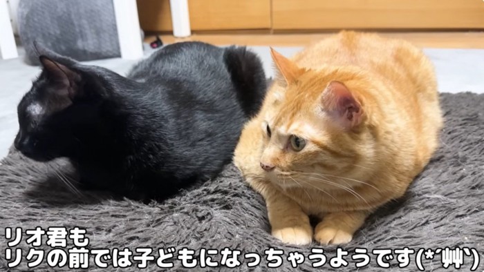 並んで座っている猫