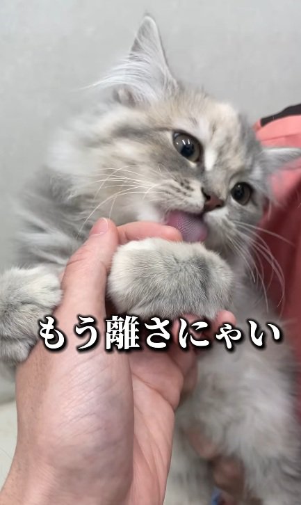 指をしゃぶっている子猫