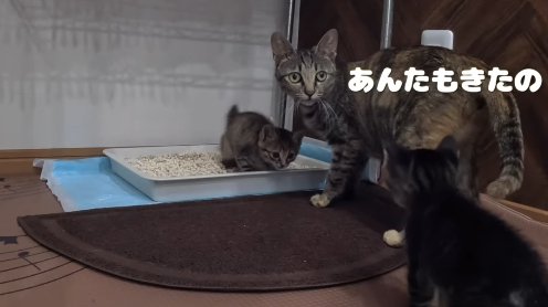 駆け付けた子猫を見て驚く母猫