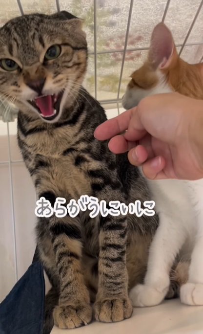 抗う子猫