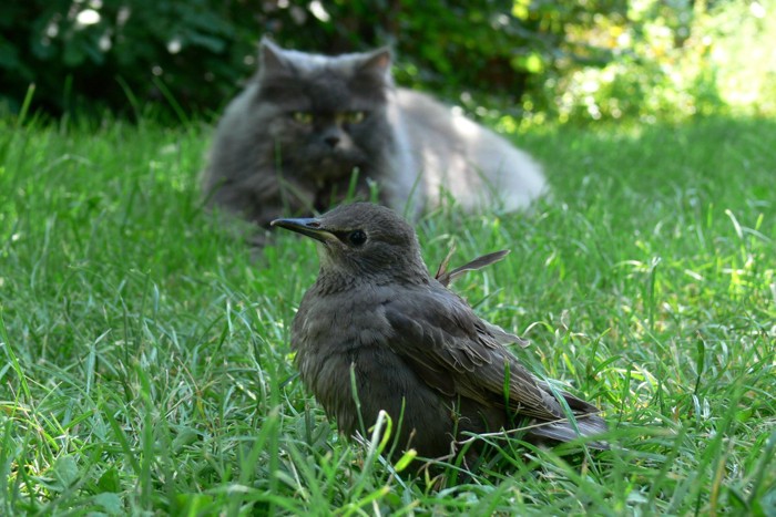 襲った野鳥をくわえる猫