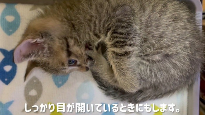 足を吸う子猫