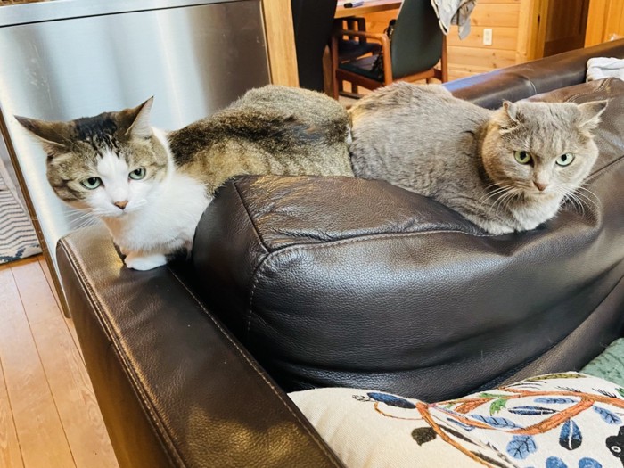 ソファに座る2匹の猫
