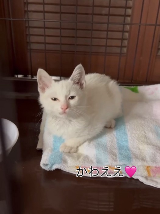 目を細める子猫