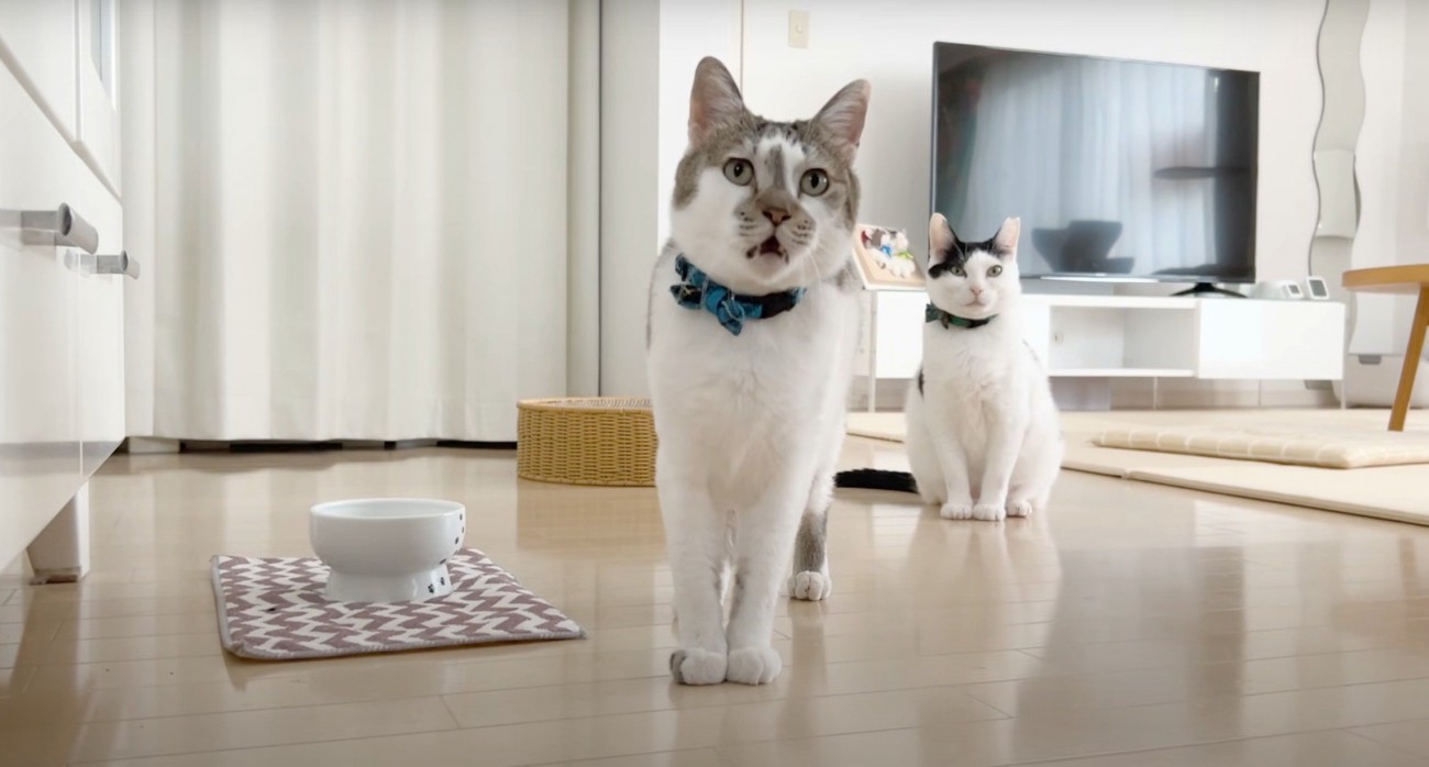 こちらを向いている猫2匹