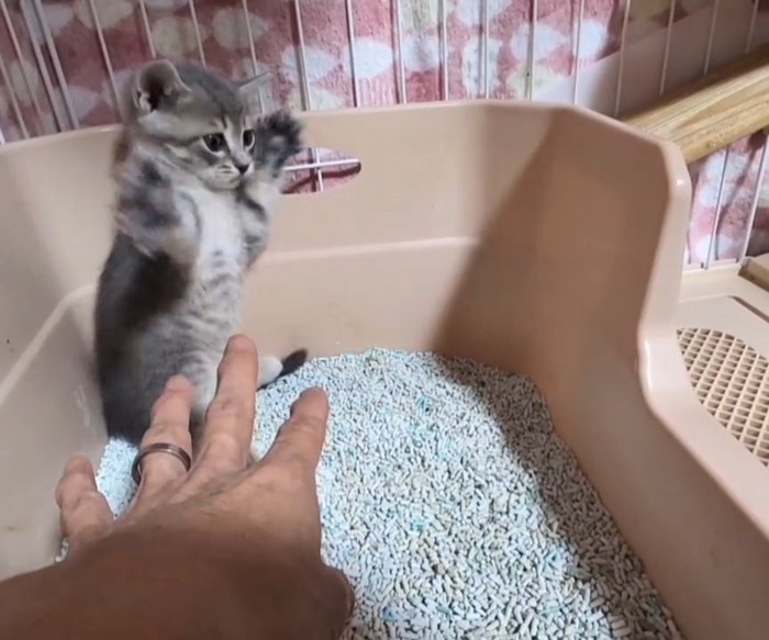 両手をあげる子猫