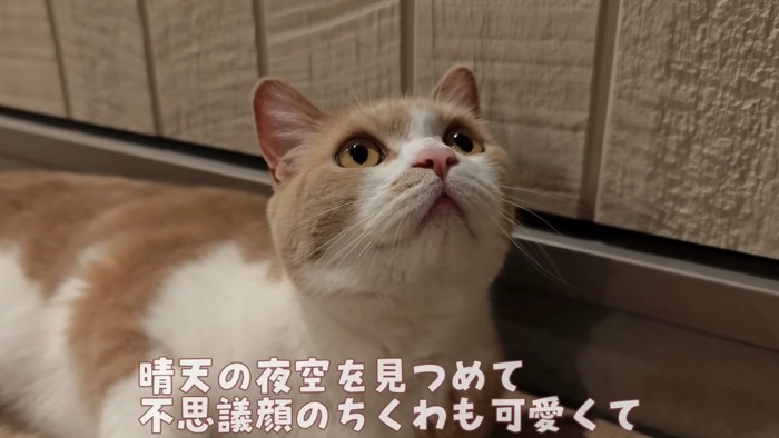 見上げる猫