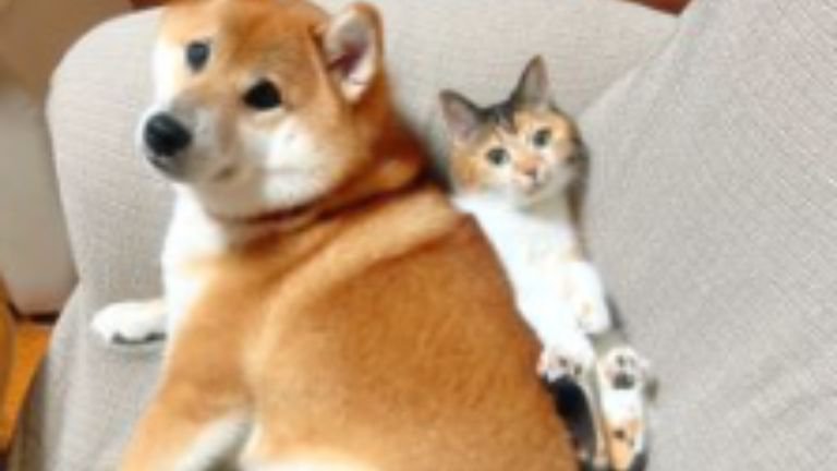 ソファにいる猫と犬