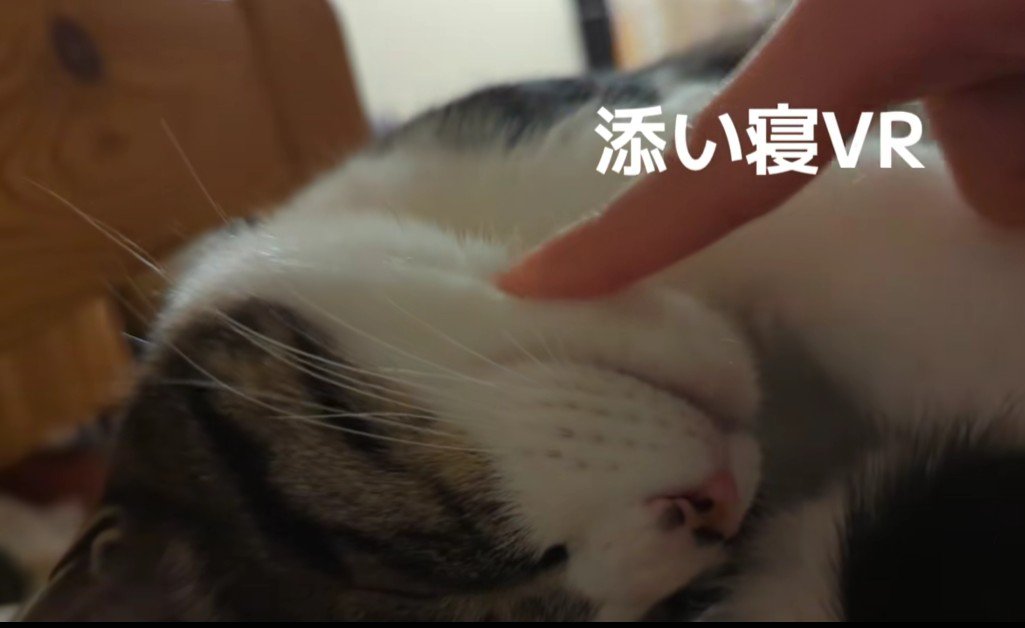 眠る猫