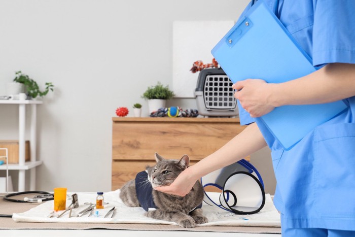 撫でられている猫