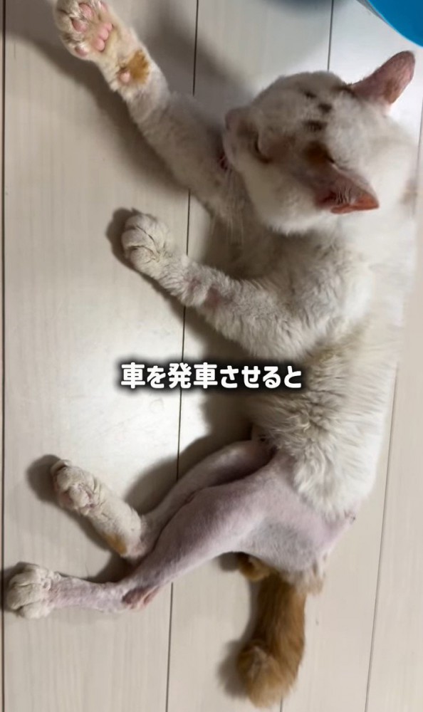 足の毛を剃ってある猫