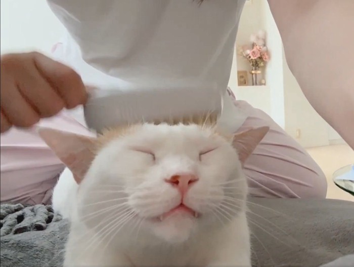 ブラッシングされる白猫の表情1