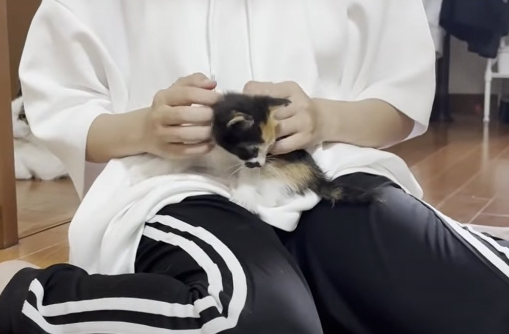 子猫を膝の上に乗せる人