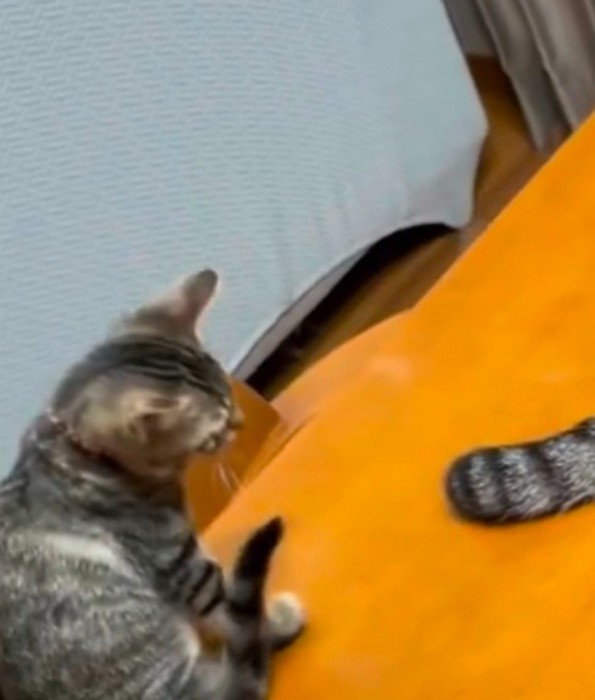 先住猫のしっぽをジッと見つめる子猫