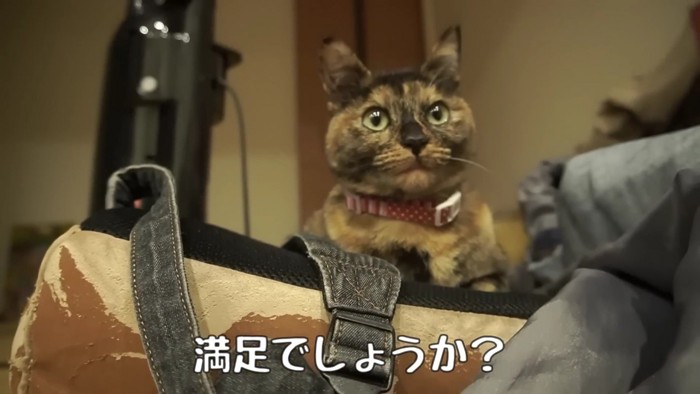 猫アップ