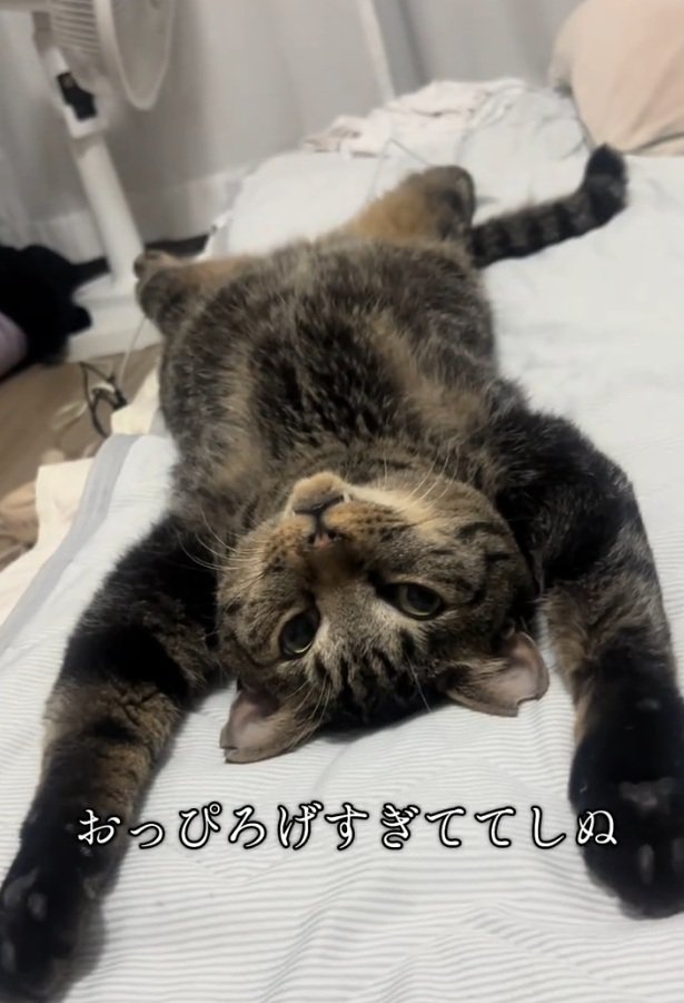 仰向けで寝るトラくん