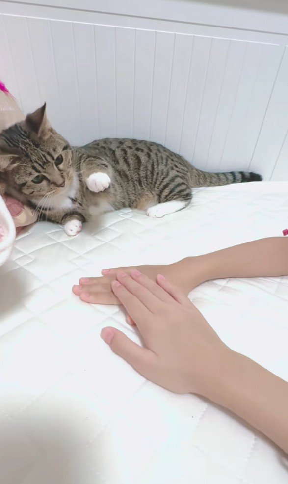 猫の前に出された手