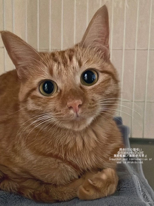 お座りする麦芽ちゃん