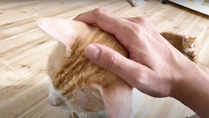 飼い主さんになでなでしてもらうむぎくん:ご褒美のなでなでしてもらって嬉しい