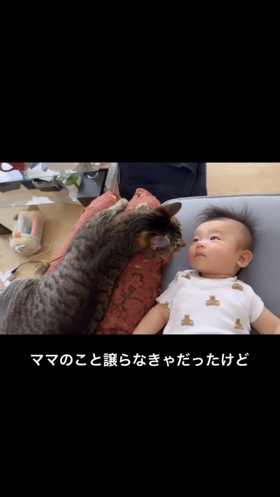 寝ている赤ちゃんに顔を近づける猫