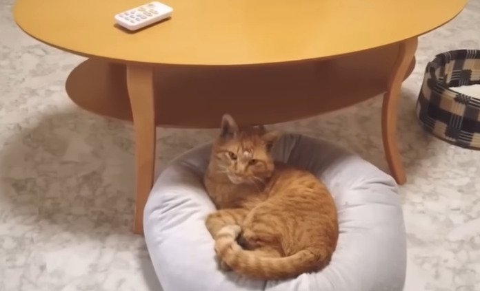 ベッドに寝る猫