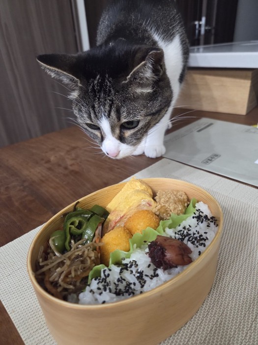 お弁当を確認するつくねちゃん