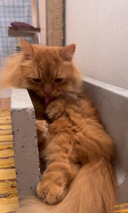 溝に座る猫