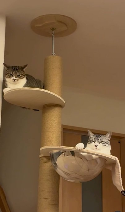 キャットタワーにいる2匹の猫