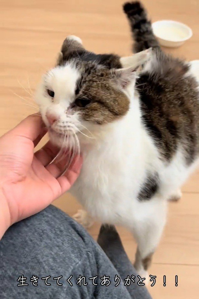 あごをなでられる猫