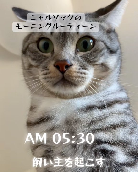 早朝猫