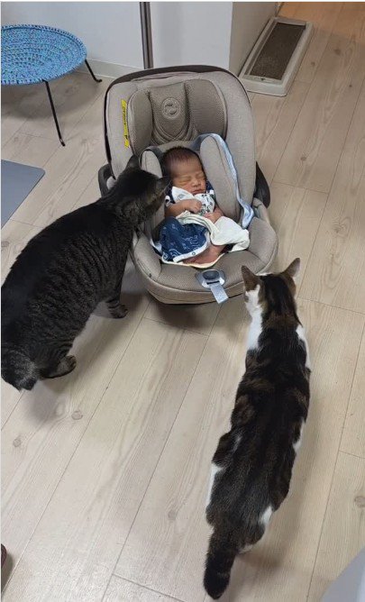 赤ちゃんと2匹の猫