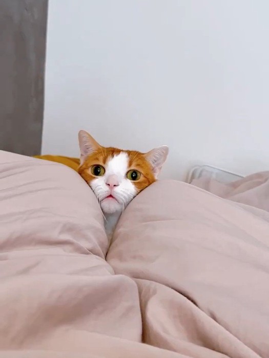 顔を挟まれる猫