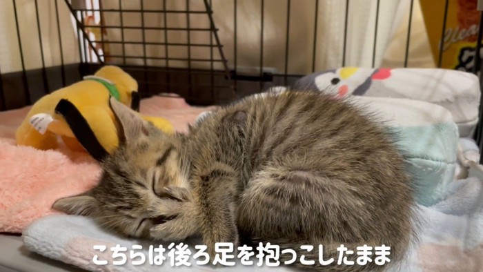 後ろ足を前足で抑えて寝る子猫