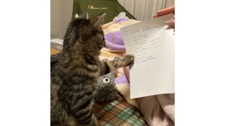 室内にいる猫
