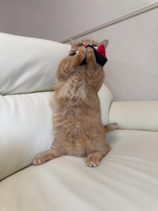 服を嫌がるいずくん