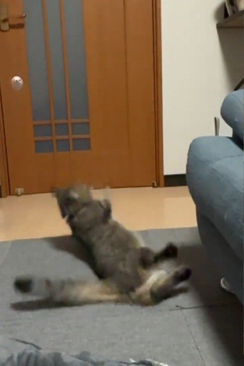 床に落ちる猫