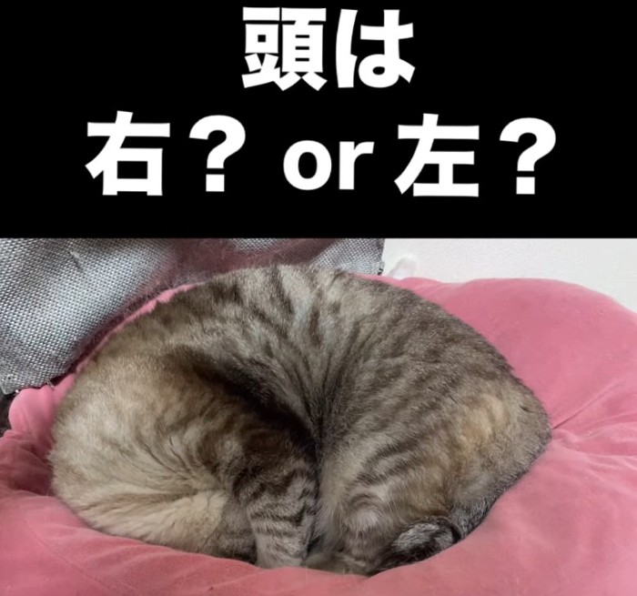 頭を隠して眠るにゃん太くん