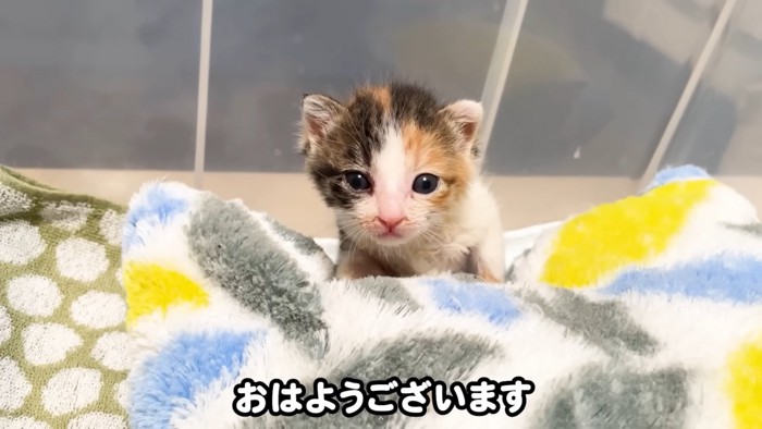 テロップ「おはようございます」