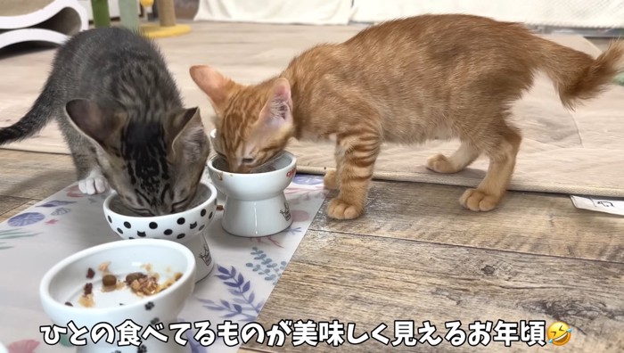 ひとの食べてるものが