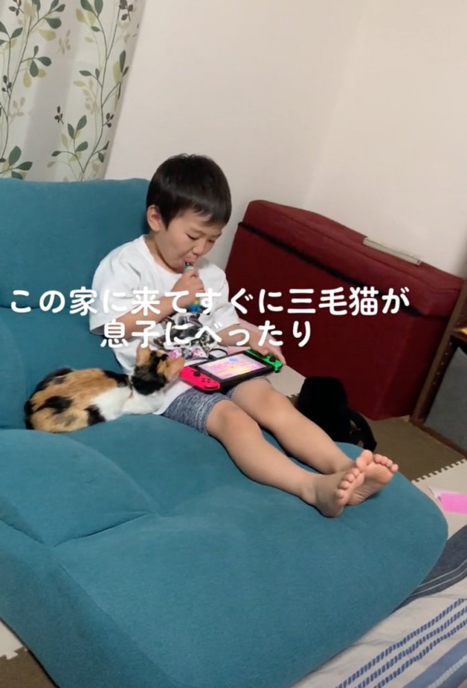 アイスを食べる男の子と見つめる猫