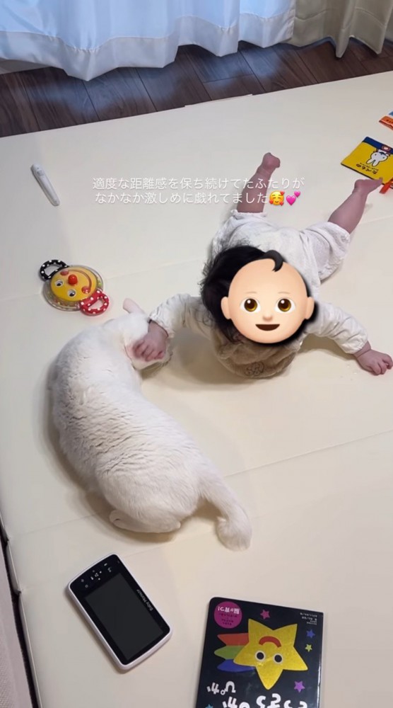 隣にいる猫に手を伸ばす赤ちゃん