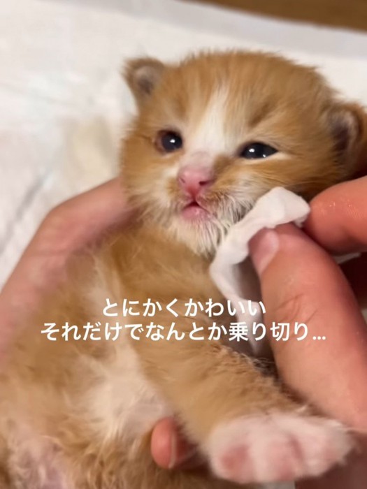 顔を拭かれる子猫