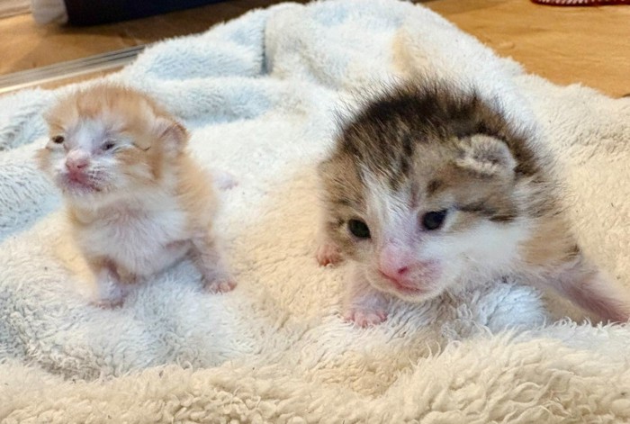 2匹の子猫