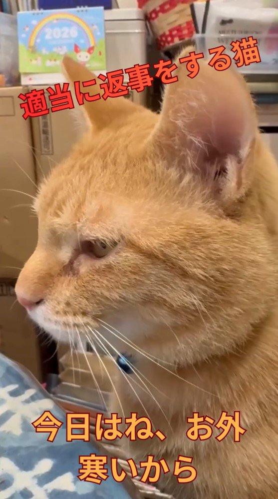 遠くを見つめる猫